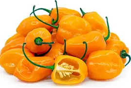 Chile Habanero 